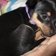 Dvaergpinscher Baby T