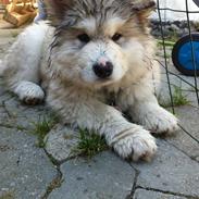 Alaskan malamute Foxie