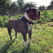 Olde english bulldogge Østergaards Bastian AKA Cæsar