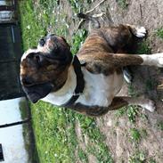 Olde english bulldogge Østergaards Bastian AKA Cæsar