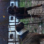Olde english bulldogge Østergaards Bastian AKA Cæsar