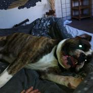Olde english bulldogge Østergaards Bastian AKA Cæsar