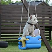 West highland white terrier Sofus <*soulmate*>