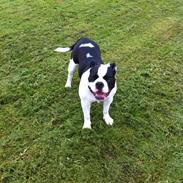 Olde english bulldogge Gifi