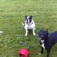 Olde english bulldogge Gifi