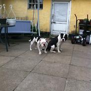 Olde english bulldogge Gifi