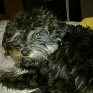 Tibetansk terrier Budda
