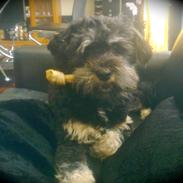 Tibetansk terrier Budda