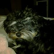 Tibetansk terrier Budda