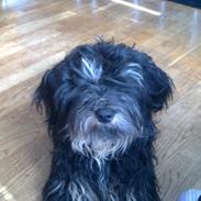 Tibetansk terrier Budda