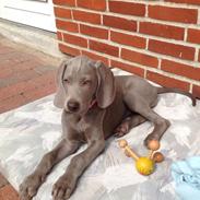 Weimaraner Aura