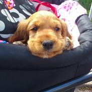 Cocker spaniel Freja