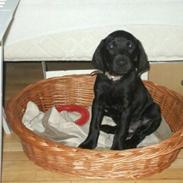 Blanding af racer Kovo