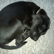 Blanding af racer Kovo