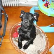 Blanding af racer Kovo