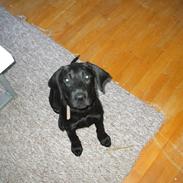 Blanding af racer Kovo