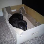 Blanding af racer Kovo