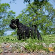 Dvaergschnauzer Sváva's Hazel - Tzefira