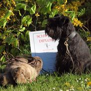 Dvaergschnauzer Sváva's Hazel - Tzefira