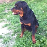 Rottweiler SamSon