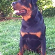 Rottweiler SamSon