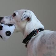 Jack russell terrier Viola