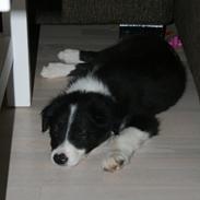 Border collie Noddy