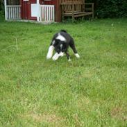 Border collie Noddy