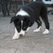 Border collie Noddy