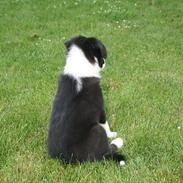 Border collie Noddy