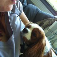 Cavalier king charles spaniel Lily