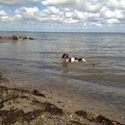 Engelsk springer spaniel Kiara R.I.P  himmelhund 