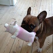 Fransk bulldog Harald