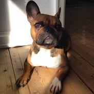 Fransk bulldog Harald