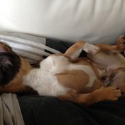 Fransk bulldog Harald