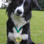 Border collie Bailey