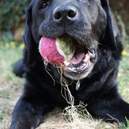 Labrador retriever Selma