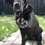 Labrador retriever Selma