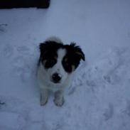 Border collie Kiwi