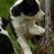 Border collie Sheepworld Drift