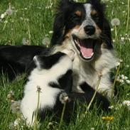 Border collie Sheepworld Drift