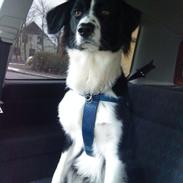Border collie Rockey