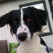 Border collie Rockey