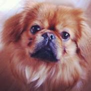 Blanding af racer Oscar