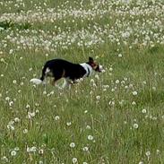 Border collie Nell