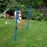 Border collie Nell