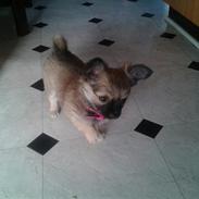 Chihuahua Chili