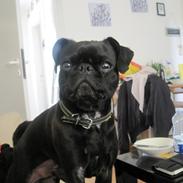 Blanding af racer Rolf