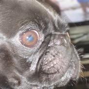 Blanding af racer Rolf