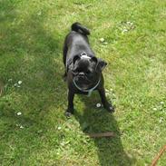 Blanding af racer Rolf